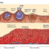 Sfaldamento endometrio