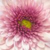 Fiore