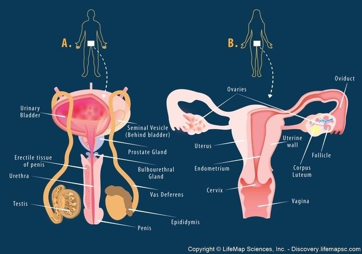 APPARATO FEMMINILE E MASCHILE