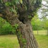 Albero