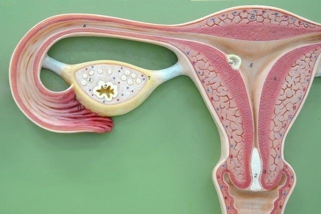 Utero