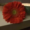 Fiore